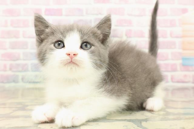 神奈川県のスコティッシュフォールド (Coo&RIKU秦野店/2025年10月8日生まれ/男の子/ブルーホワイト)の子猫の2枚目の画像