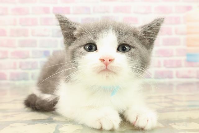 神奈川県のスコティッシュフォールド (Coo&RIKU秦野店/2025年10月8日生まれ/男の子/ブルーホワイト)の子猫の3枚目の画像