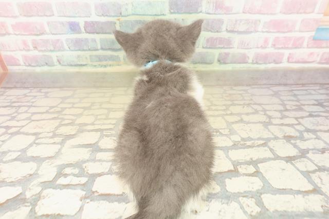 神奈川県のスコティッシュフォールド (Coo&RIKU秦野店/2025年10月8日生まれ/男の子/ブルーホワイト)の子猫の4枚目の画像