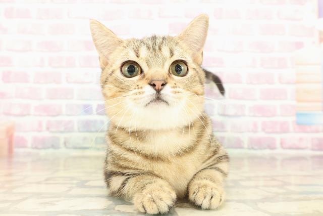 栃木県のマンチカン (Coo&RIKU宇都宮店/2025年6月9日生まれ/女の子/ブラウンクラシックタビー)の子猫の1枚目の画像