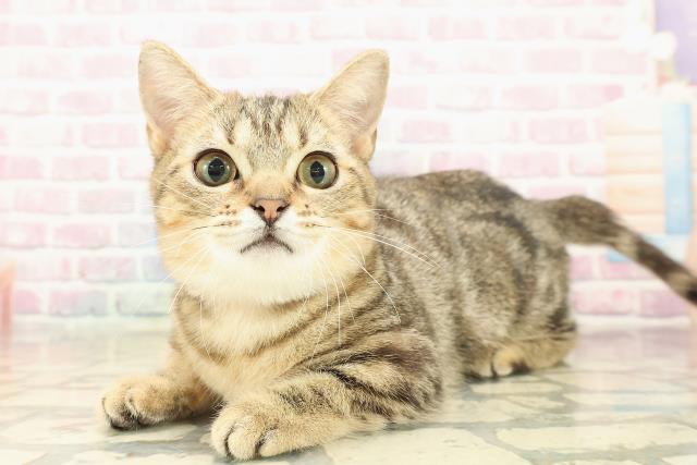 栃木県のマンチカン (Coo&RIKU宇都宮店/2025年6月9日生まれ/女の子/ブラウンクラシックタビー)の子猫の2枚目の画像