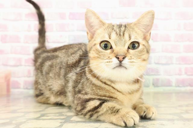 栃木県のマンチカン (Coo&RIKU宇都宮店/2025年6月9日生まれ/女の子/ブラウンクラシックタビー)の子猫の3枚目の画像