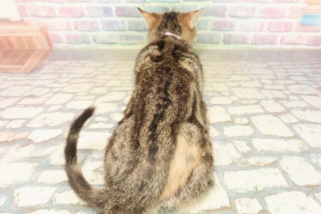 栃木県のマンチカン (Coo&RIKU宇都宮店/2025年6月9日生まれ/女の子/ブラウンクラシックタビー)の子猫の4枚目の画像