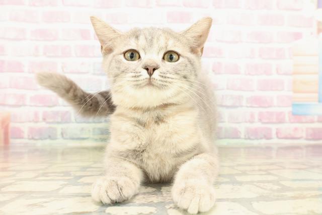 マンチカン（長足）