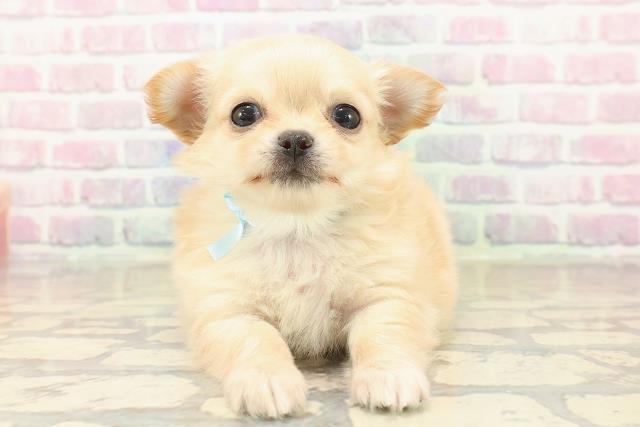 東京都のチワワ(ロング) (Coo&RIKU新宿三丁目店/2025年10月8日生まれ/男の子/クリーム)の子犬の1枚目の画像