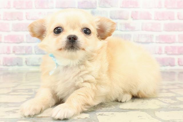 東京都のチワワ(ロング) (Coo&RIKU新宿三丁目店/2025年10月8日生まれ/男の子/クリーム)の子犬の2枚目の画像