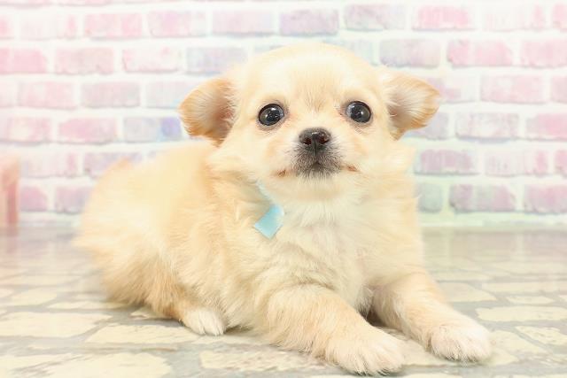 東京都のチワワ(ロング) (Coo&RIKU新宿三丁目店/2025年10月8日生まれ/男の子/クリーム)の子犬の3枚目の画像