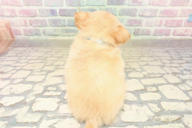 東京都のチワワ(ロング) (Coo&RIKU新宿三丁目店/2025年10月8日生まれ/男の子/クリーム)の子犬の4枚目の画像