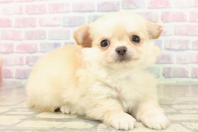 神奈川県のチワワ(ロング) (Coo&RIKU藤沢店/2025年10月8日生まれ/男の子/クリーム)の子犬の3枚目の画像