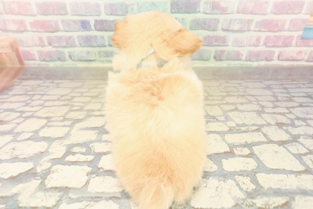 神奈川県のチワワ(ロング) (Coo&RIKU藤沢店/2025年10月8日生まれ/男の子/クリーム)の子犬の4枚目の画像