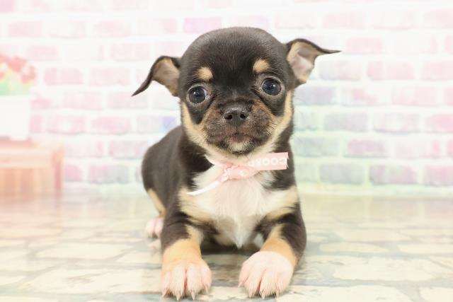 東京都のチワワ(スムース) (Coo&RIKU新宿三丁目店/2025年10月9日生まれ/女の子/ブラックタンホワイト)の子犬の1枚目の画像