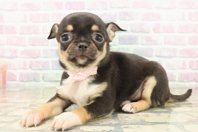 東京都のチワワ(スムース) (Coo&RIKU新宿三丁目店/2025年10月9日生まれ/女の子/ブラックタンホワイト)の子犬の2枚目の画像