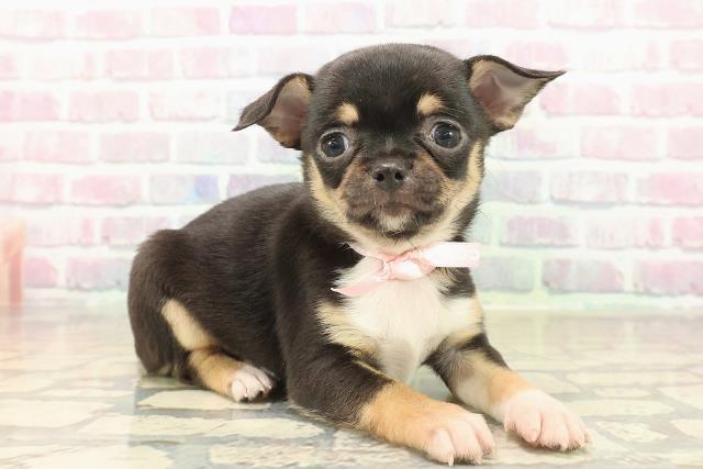 東京都のチワワ(スムース) (Coo&RIKU新宿三丁目店/2025年10月9日生まれ/女の子/ブラックタンホワイト)の子犬の3枚目の画像