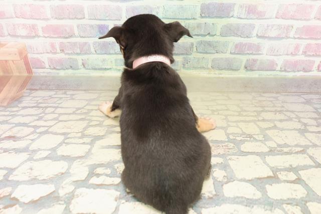 東京都のチワワ(スムース) (Coo&RIKU新宿三丁目店/2025年10月9日生まれ/女の子/ブラックタンホワイト)の子犬の4枚目の画像