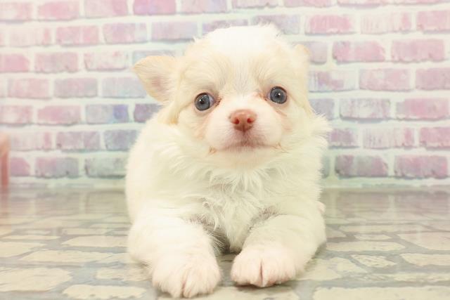 神奈川県のチワワ(ロング) (Coo&RIKU小田原店/2025年10月9日生まれ/男の子/クリーム)の子犬の1枚目の画像