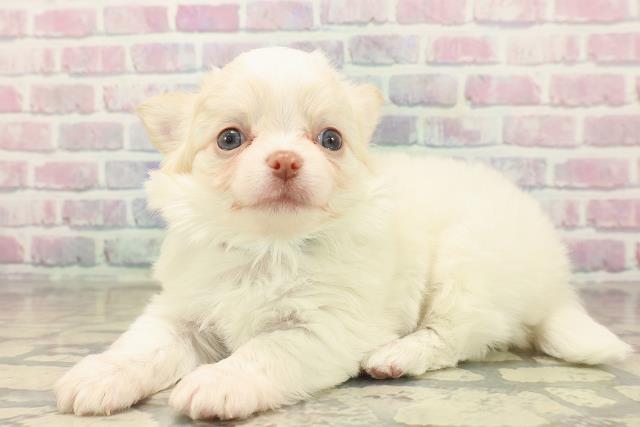 神奈川県のチワワ(ロング) (Coo&RIKU小田原店/2025年10月9日生まれ/男の子/クリーム)の子犬の2枚目の画像