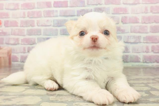 神奈川県のチワワ(ロング) (Coo&RIKU小田原店/2025年10月9日生まれ/男の子/クリーム)の子犬の3枚目の画像