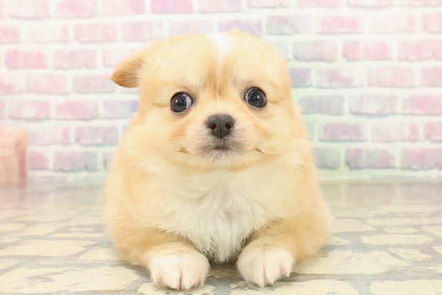 東京都のチワワ(ロング) (Coo&RIKU新宿三丁目店/2025年10月7日生まれ/女の子/クリームホワイト)の子犬の1枚目の画像