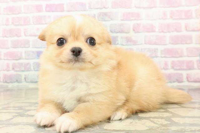 東京都のチワワ(ロング) (Coo&RIKU新宿三丁目店/2025年10月7日生まれ/女の子/クリームホワイト)の子犬の2枚目の画像