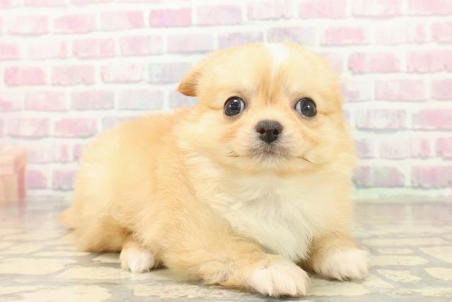 東京都のチワワ(ロング) (Coo&RIKU新宿三丁目店/2025年10月7日生まれ/女の子/クリームホワイト)の子犬の3枚目の画像