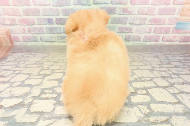 東京都のチワワ(ロング) (Coo&RIKU新宿三丁目店/2025年10月7日生まれ/女の子/クリームホワイト)の子犬の4枚目の画像