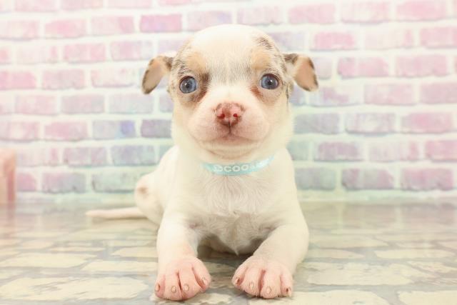 埼玉県のチワワ(スムース) (Coo&RIKU川越店/2025年10月9日生まれ/男の子/ホワイトチョコレートマール)の子犬の1枚目の画像