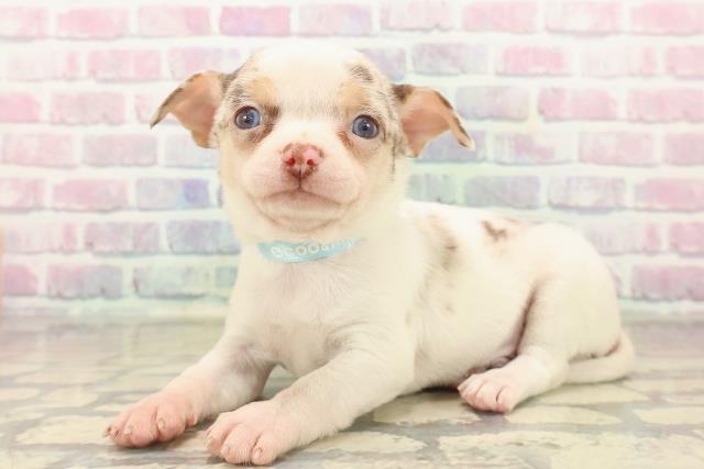 埼玉県のチワワ(スムース) (Coo&RIKU川越店/2025年10月9日生まれ/男の子/ホワイトチョコレートマール)の子犬の2枚目の画像