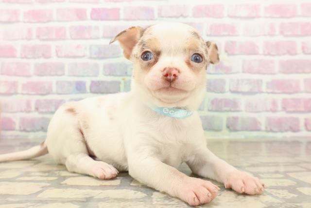 埼玉県のチワワ(スムース) (Coo&RIKU川越店/2025年10月9日生まれ/男の子/ホワイトチョコレートマール)の子犬の3枚目の画像