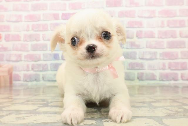 東京都のチワワ(ロング) (Coo&RIKU八王子西店/2025年10月7日生まれ/女の子/クリーム)の子犬の1枚目の画像