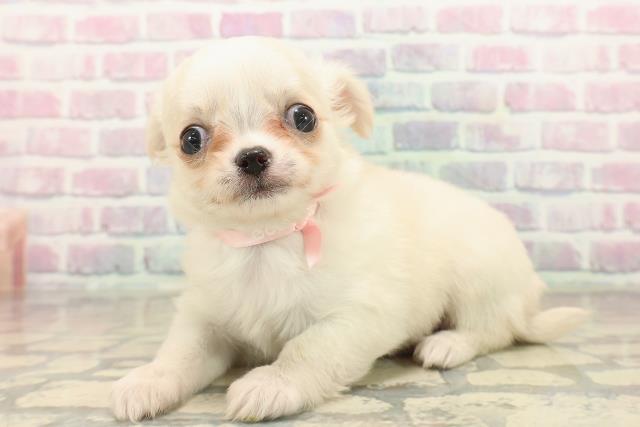 東京都のチワワ(ロング) (Coo&RIKU八王子西店/2025年10月7日生まれ/女の子/クリーム)の子犬の2枚目の画像