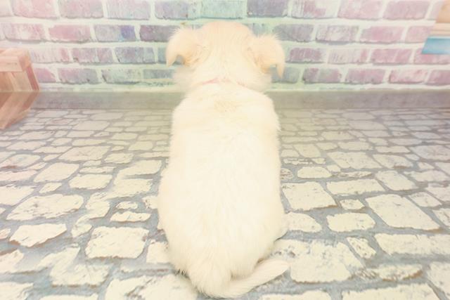 東京都のチワワ(ロング) (Coo&RIKU八王子西店/2025年10月7日生まれ/女の子/クリーム)の子犬の4枚目の画像