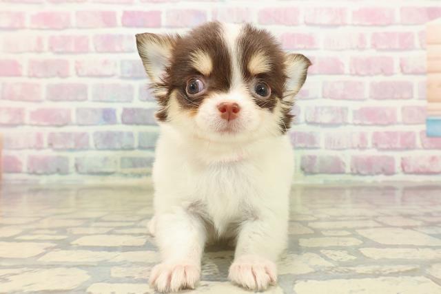 埼玉県のチワワ(ロング) (Coo&RIKU川越店/2025年10月7日生まれ/女の子/ホワイトチョコレートタン)の子犬の1枚目の画像