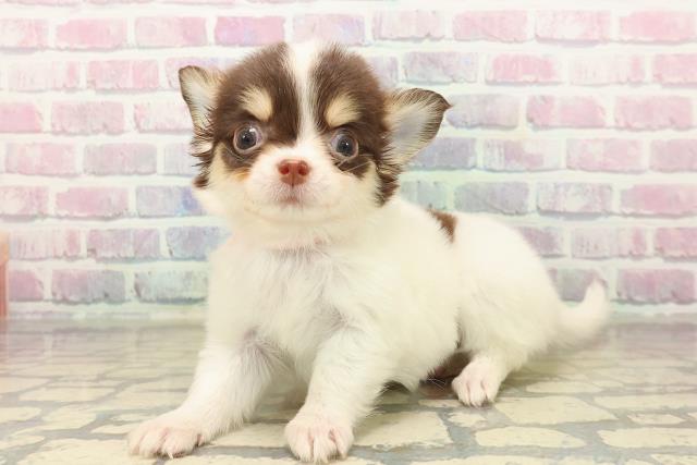 埼玉県のチワワ(ロング) (Coo&RIKU川越店/2025年10月7日生まれ/女の子/ホワイトチョコレートタン)の子犬の2枚目の画像