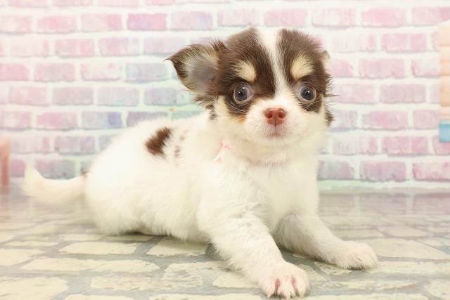 埼玉県のチワワ(ロング) (Coo&RIKU川越店/2025年10月7日生まれ/女の子/ホワイトチョコレートタン)の子犬の3枚目の画像