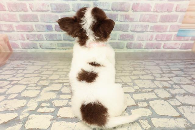 埼玉県のチワワ(ロング) (Coo&RIKU川越店/2025年10月7日生まれ/女の子/ホワイトチョコレートタン)の子犬の4枚目の画像