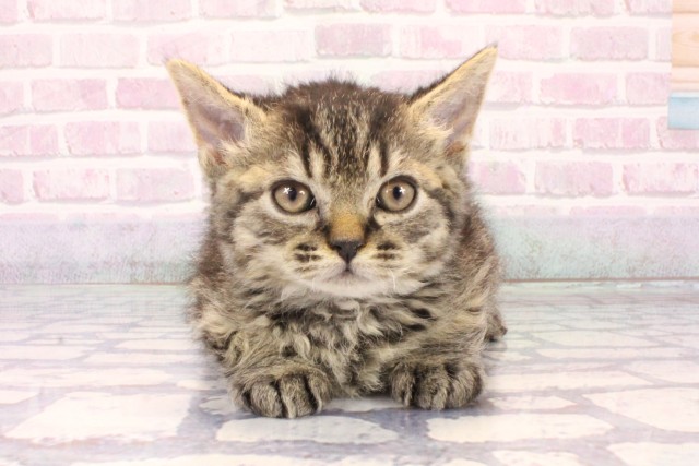 兵庫県のセルカークレックス (Coo&RIKU神戸三宮店/2025年10月7日生まれ/男の子/ブラウンタビー)の子猫の1枚目の画像