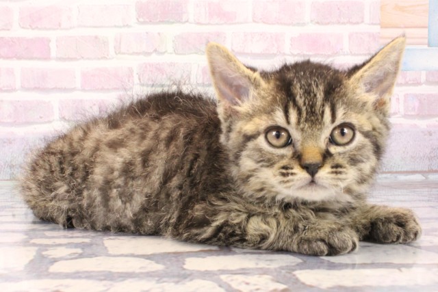 兵庫県のセルカークレックス (Coo&RIKU神戸三宮店/2025年10月7日生まれ/男の子/ブラウンタビー)の子猫の2枚目の画像