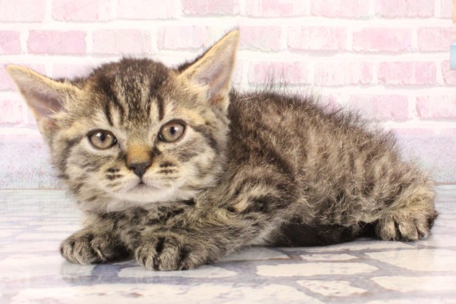 兵庫県のセルカークレックス (Coo&RIKU神戸三宮店/2025年10月7日生まれ/男の子/ブラウンタビー)の子猫の3枚目の画像