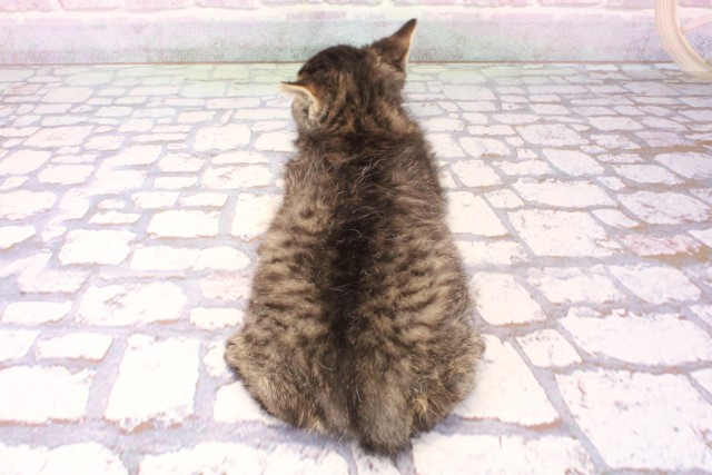 兵庫県のセルカークレックス (Coo&RIKU神戸三宮店/2025年10月7日生まれ/男の子/ブラウンタビー)の子猫の4枚目の画像