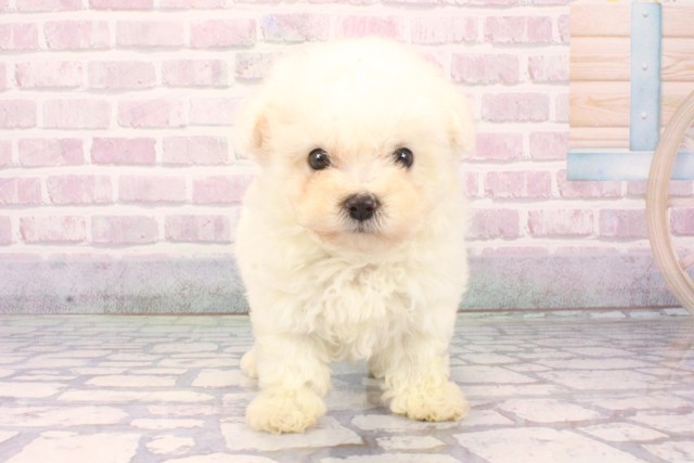 ビション・フリーゼ