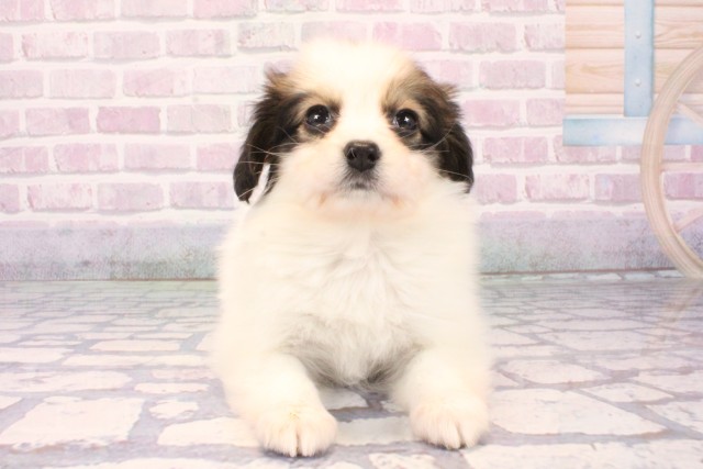 滋賀県のパピヨン (Coo&RIKUアヤハディオ水口店/2025年10月8日生まれ/女の子/ホワイトブラウン)の子犬の1枚目の画像