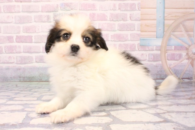 滋賀県のパピヨン (Coo&RIKUアヤハディオ水口店/2025年10月8日生まれ/女の子/ホワイトブラウン)の子犬の3枚目の画像