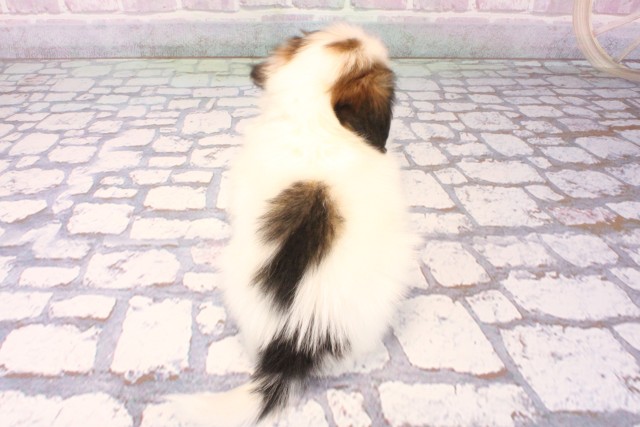 滋賀県のパピヨン (Coo&RIKUアヤハディオ水口店/2025年10月8日生まれ/女の子/ホワイトブラウン)の子犬の4枚目の画像