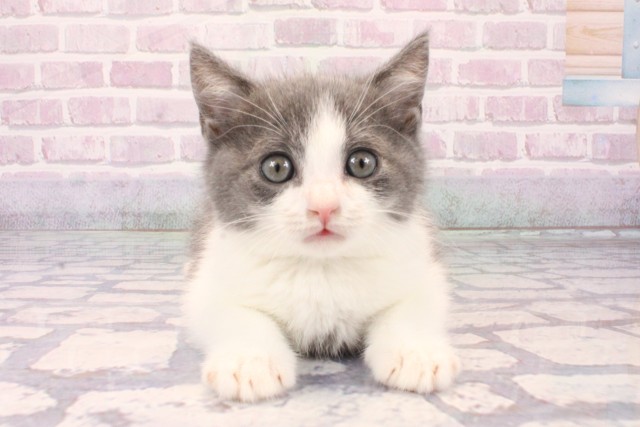 大阪府のブリティッシュショートヘアー (Coo&RIKU枚方店/2025年10月8日生まれ/男の子/ブルーホワイト)の子猫の1枚目の画像