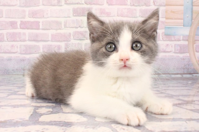 大阪府のブリティッシュショートヘアー (Coo&RIKU枚方店/2025年10月8日生まれ/男の子/ブルーホワイト)の子猫の2枚目の画像
