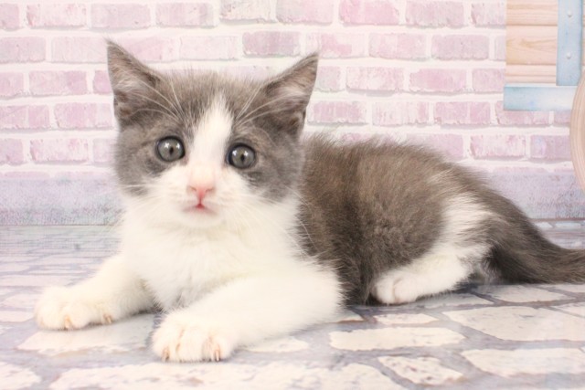 大阪府のブリティッシュショートヘアー (Coo&RIKU枚方店/2025年10月8日生まれ/男の子/ブルーホワイト)の子猫の3枚目の画像