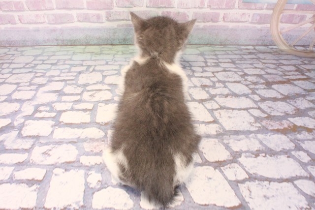 大阪府のブリティッシュショートヘアー (Coo&RIKU枚方店/2025年10月8日生まれ/男の子/ブルーホワイト)の子猫の4枚目の画像