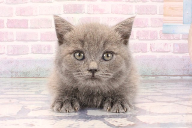 和歌山県のブリティッシュショートヘアー (Coo&RIKU和歌山店/2025年10月8日生まれ/男の子/ブルー)の子猫の1枚目の画像
