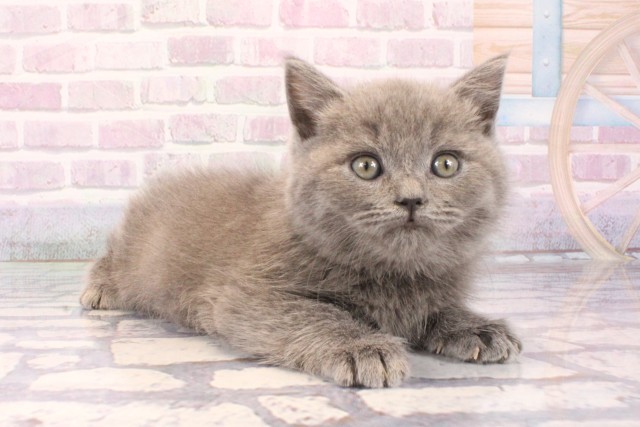 和歌山県のブリティッシュショートヘアー (Coo&RIKU和歌山店/2025年10月8日生まれ/男の子/ブルー)の子猫の2枚目の画像