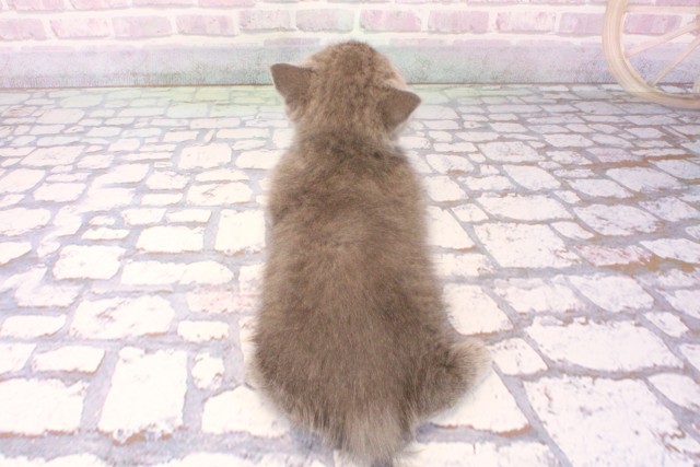 和歌山県のブリティッシュショートヘアー (Coo&RIKU和歌山店/2025年10月8日生まれ/男の子/ブルー)の子猫の4枚目の画像